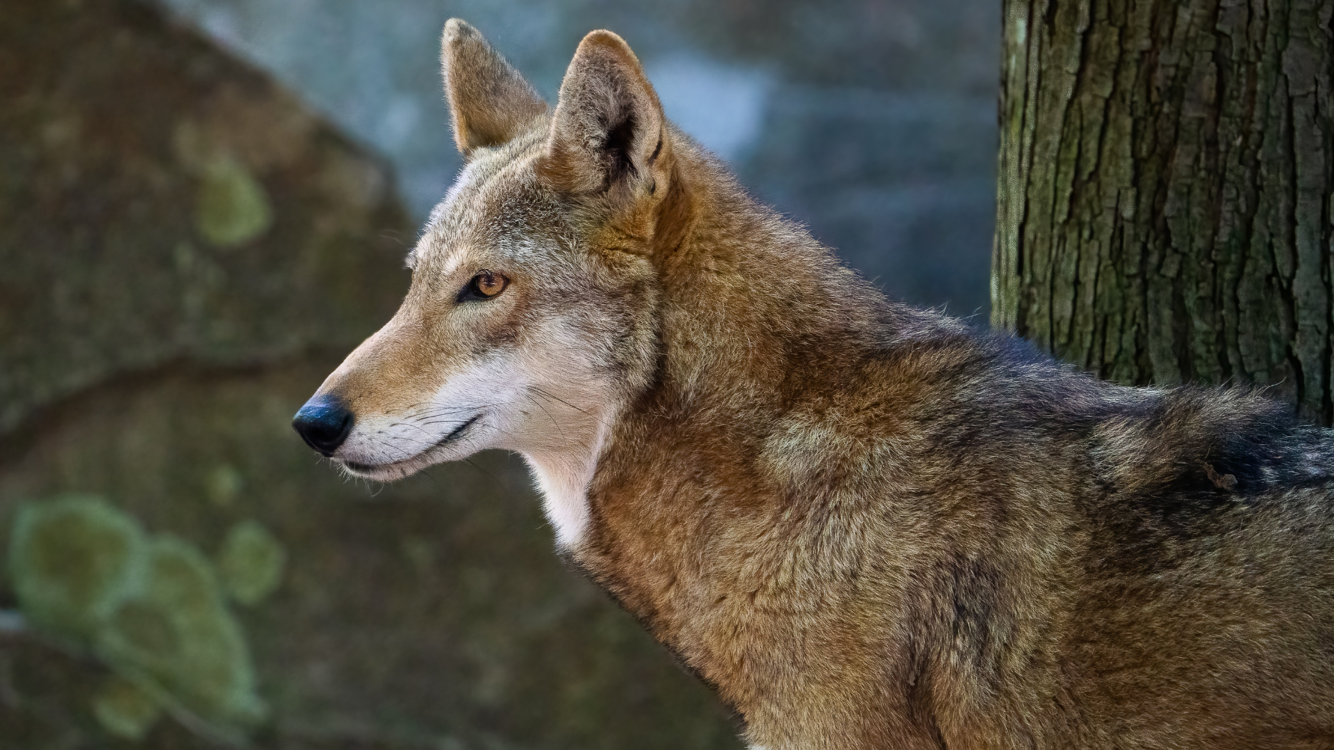 9 animais ameaçados de extinção que revelam a urgência de preservar a vida no planeta