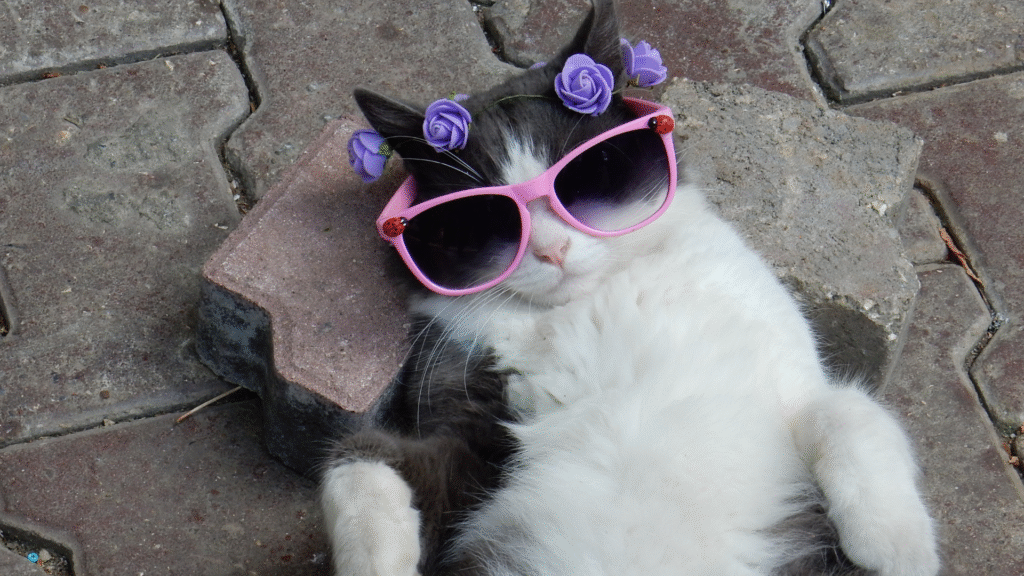 curiosidades fascinantes sobre gatos que você provavelmente não sabia