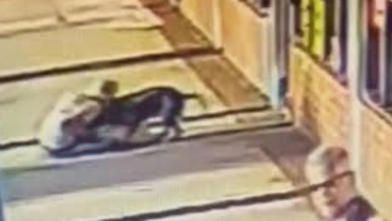 Idosa de 70 anos morde pit bull para proteger seu cachorro de 14 anos
