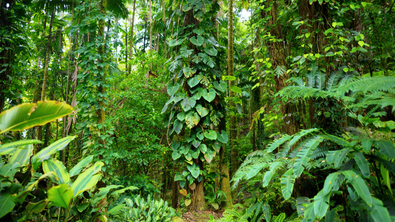Como a poluição sonora ameaça a vegetação e altera ecossistemas