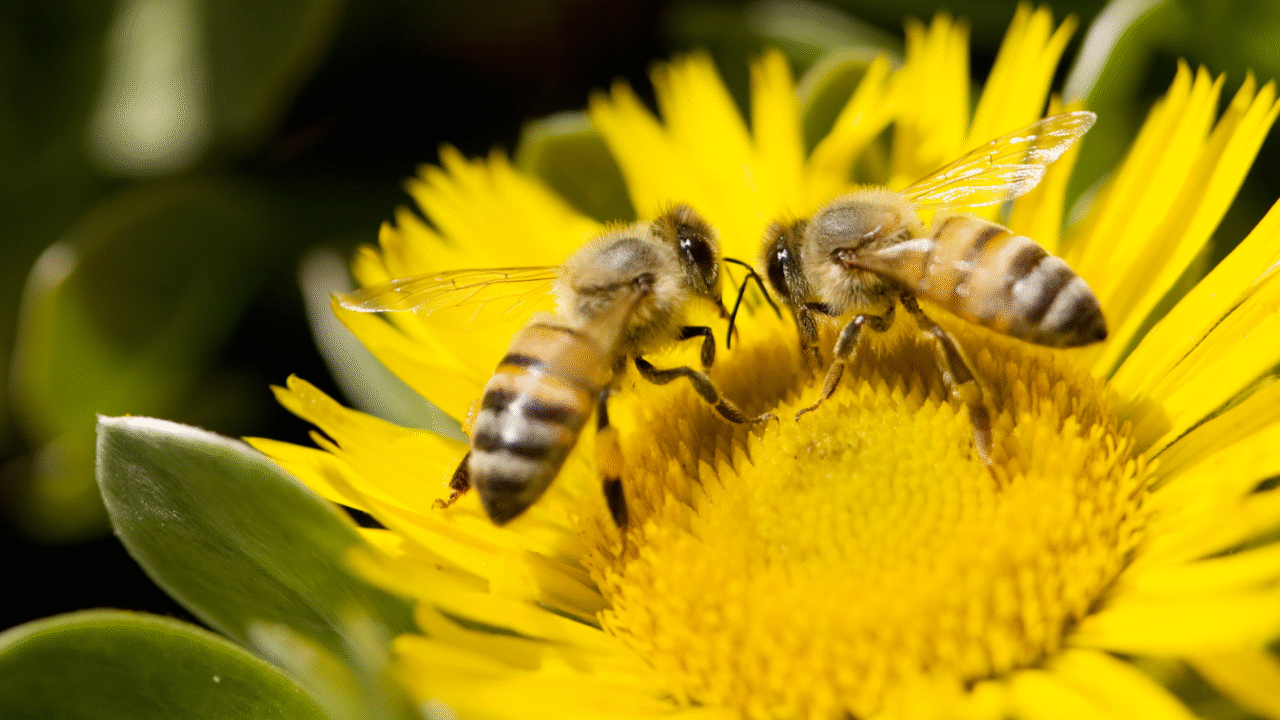 20 curiosidades fascinantes sobre as abelhas