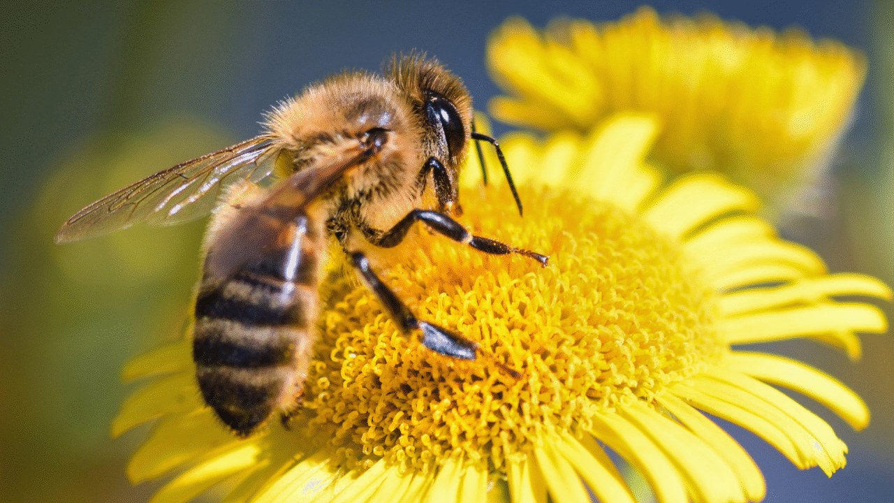 20 curiosidades fascinantes sobre as abelhas