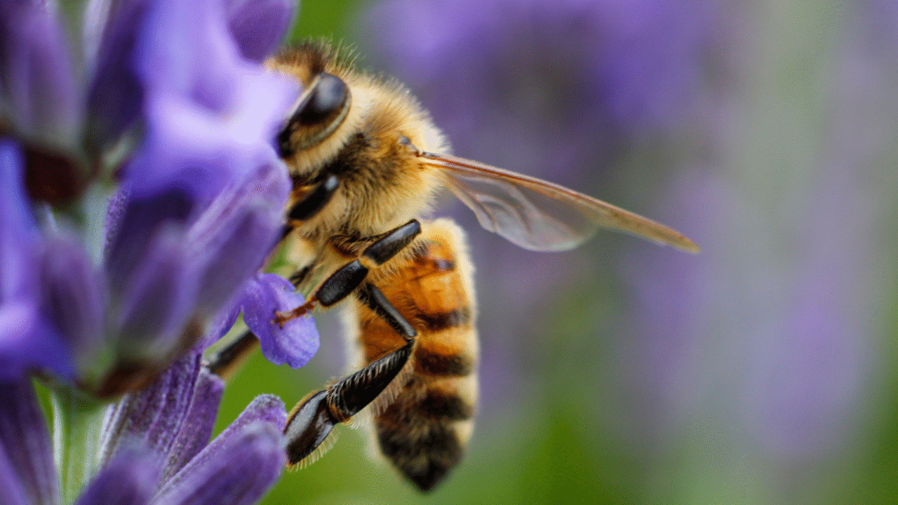 20 curiosidades fascinantes sobre as abelhas