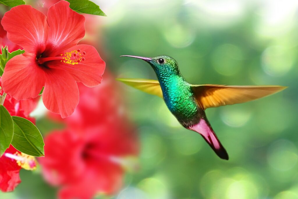 3 plantas que amam o sol e vão transformar sua varanda ou pergolado em um jardim dos sonhos 3 hibisco