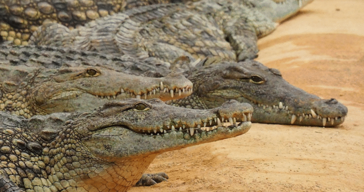 Você não vai acreditar: estes são os animais com mais dentes do mundo 13 qual animal tem mais dentes na boca