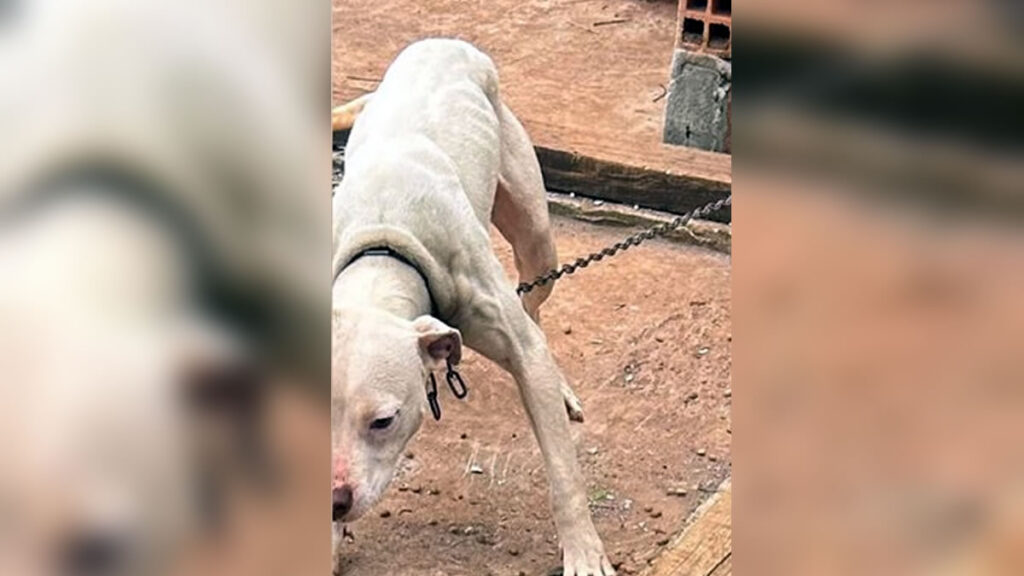 Homem é preso por maus tratos aos animais, em Santo Antonio do Sudoeste 2 Prisão do homem foi efetuada pelas equipes da Polícia Civil, após denúncia de uma protetora de animais