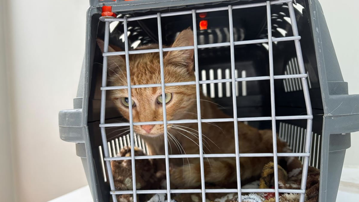 A perita Larissa Cardoso Richert levou os animais a uma clínica veterinária para avaliação e, entrou em contato com a família para garantir a devolução dos animais
