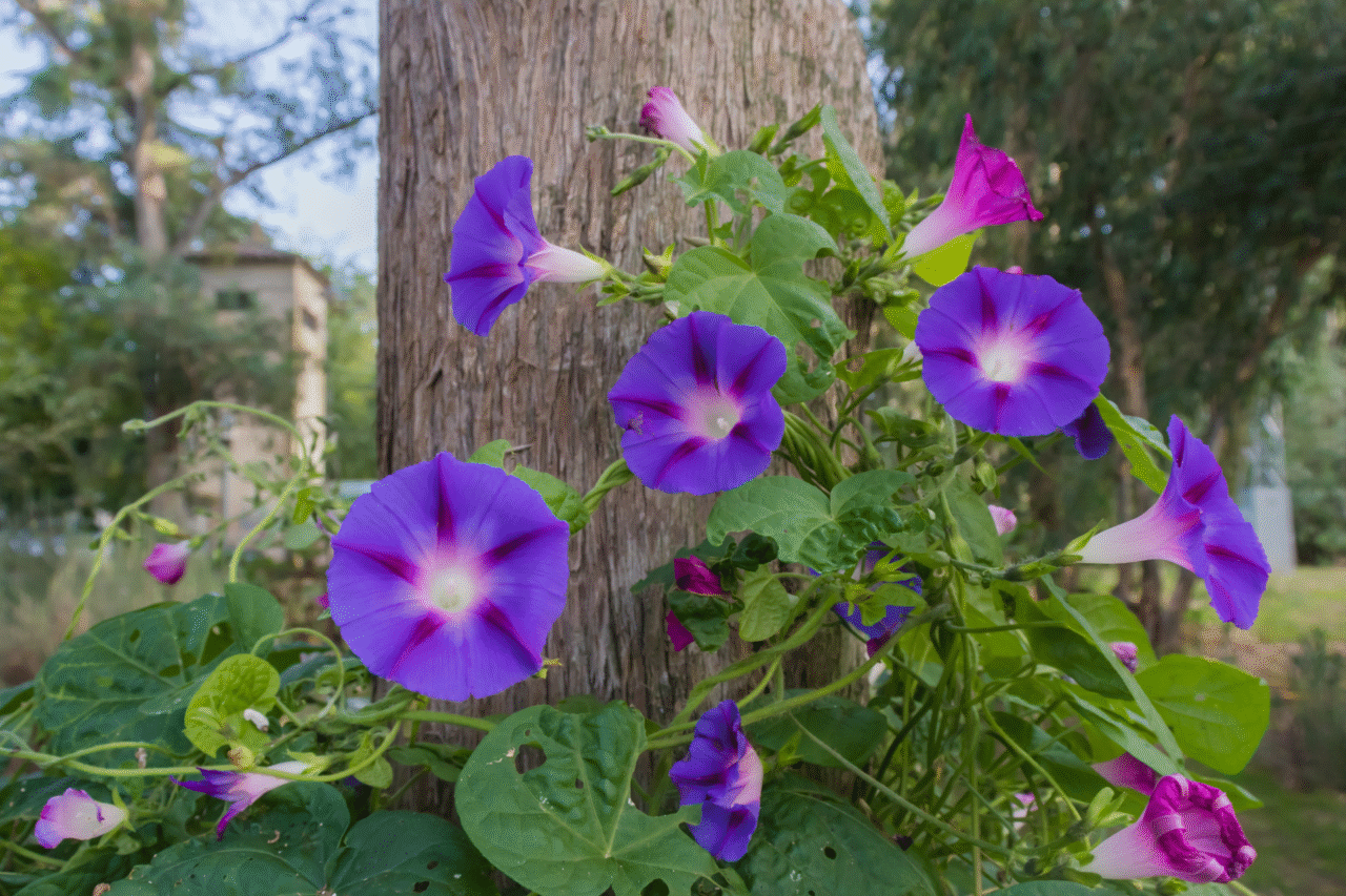 Conheça 10 tipos de flores que nascem no mato e se adaptam muito bem à jardins e pergolados 7 Heloisa L 10 9