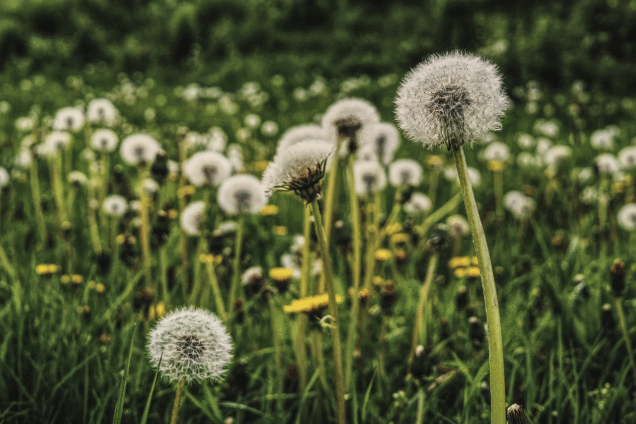 Conheça 10 tipos de flores que nascem no mato e se adaptam muito bem à jardins e pergolados 8 Heloisa L 11 9