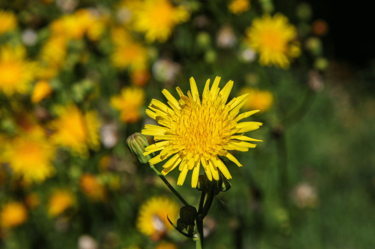 Conheça 10 tipos de flores que nascem no mato e se adaptam muito bem à jardins e pergolados 12 Heloisa L 14 9