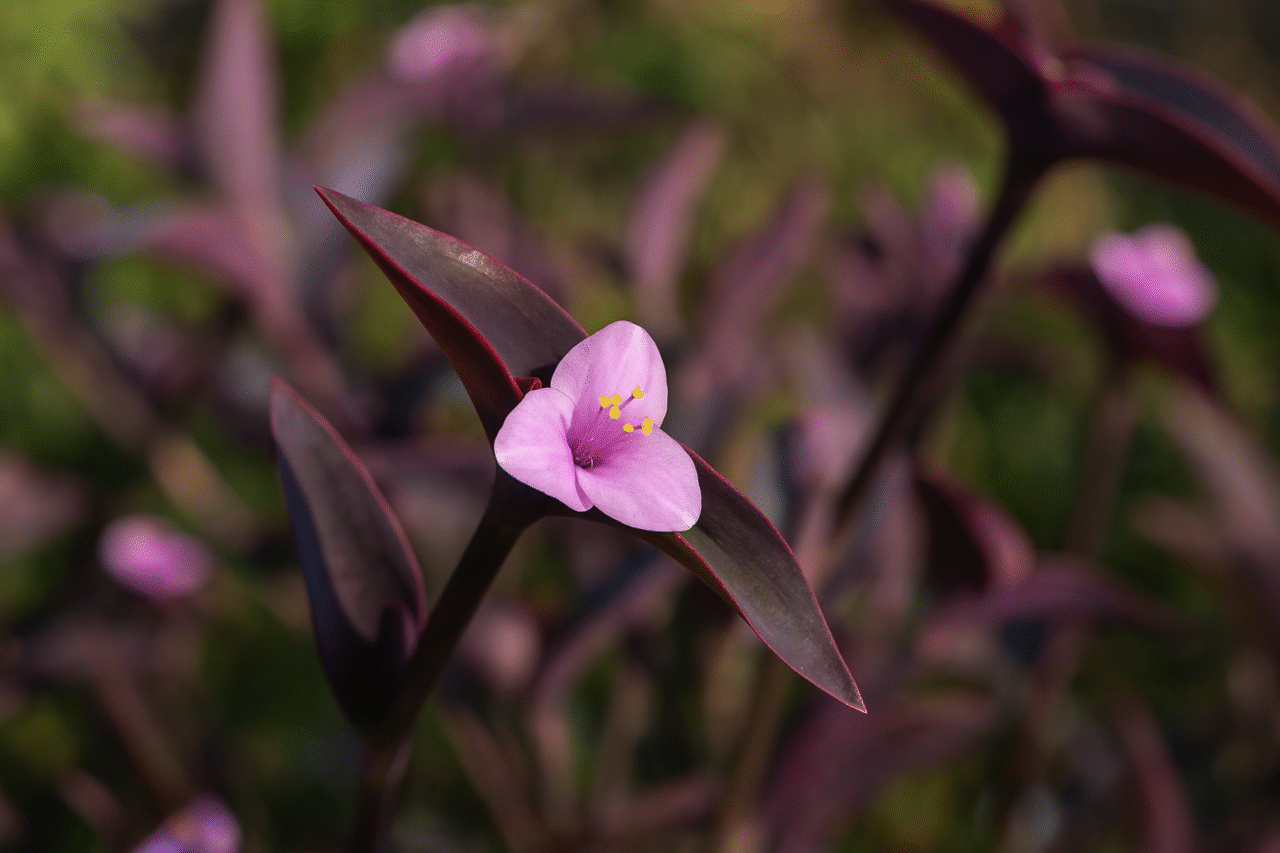 Conheça 10 tipos de flores que nascem no mato e se adaptam muito bem à jardins e pergolados 11 Heloisa L 15 8