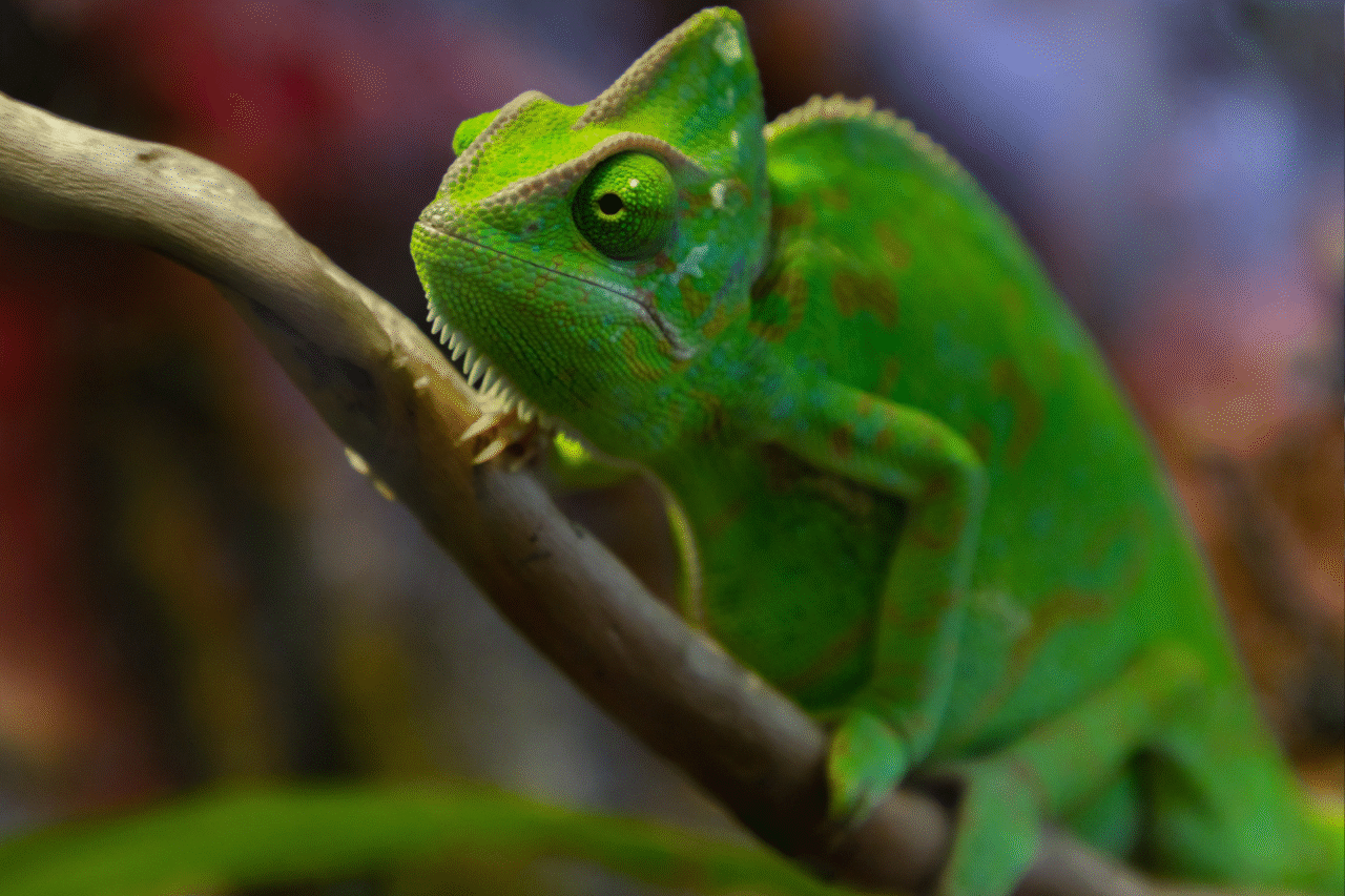 Os disfarces da natureza: animais que mudam de cor, brilham ou fingem a morte para sobreviver 3 Os disfarces da natureza: animais que mudam de cor, brilham ou fingem a morte para sobreviver