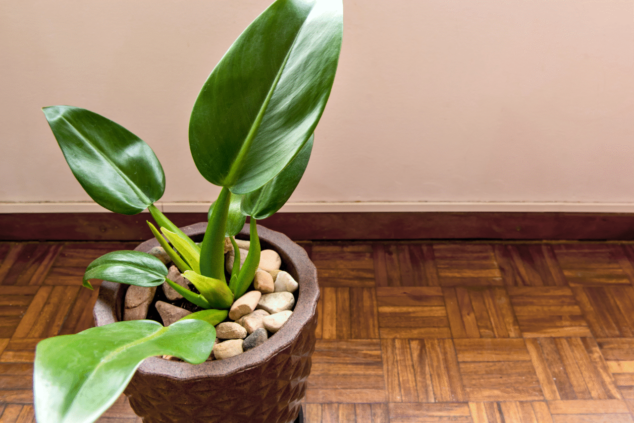 5 plantas da floresta que transformam a frente da sua casa com beleza e resistência 3 5 plantas da floresta que transformam a frente da sua casa com beleza e resistência