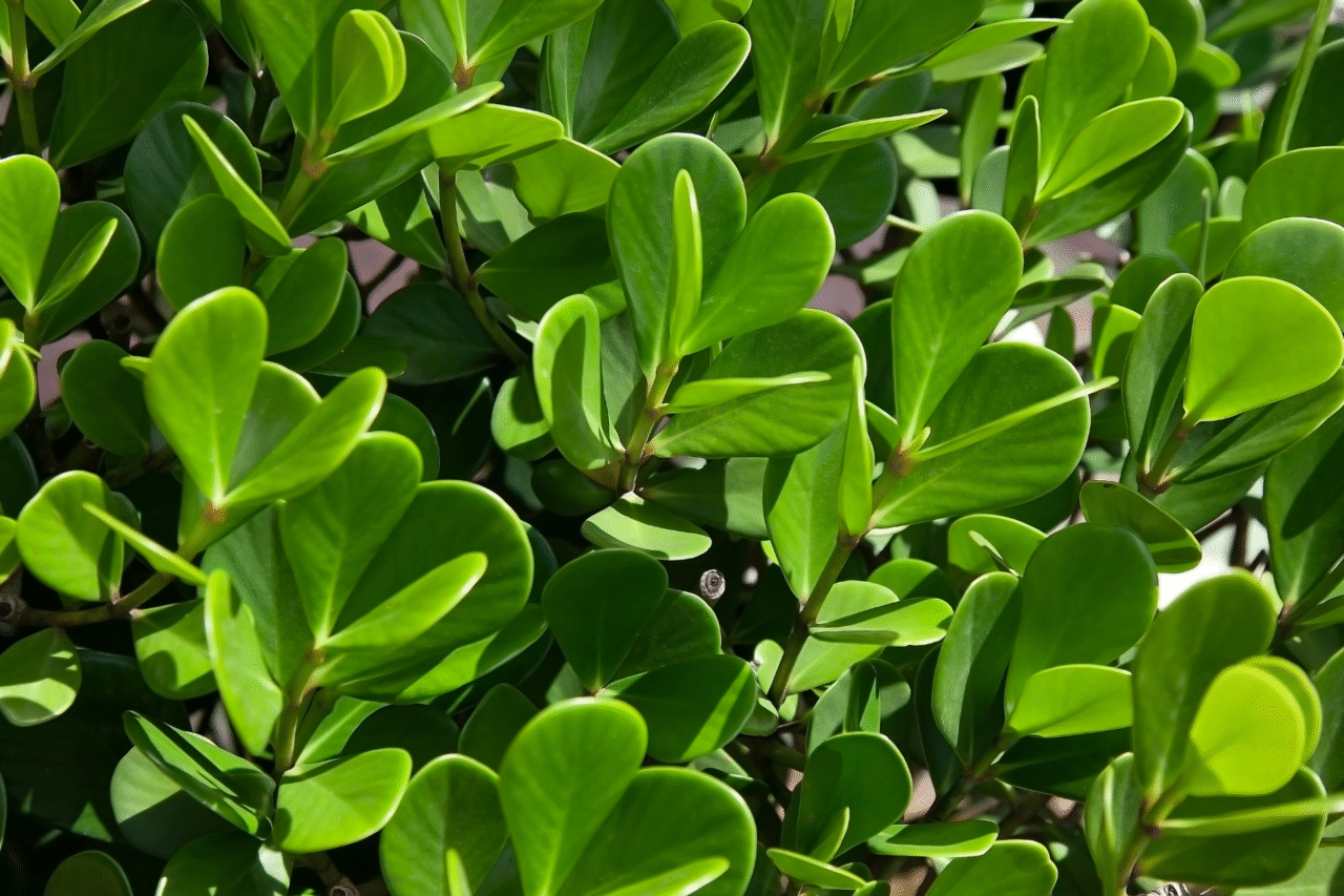 5 plantas da floresta que transformam a frente da sua casa com beleza e resistência 4 Heloisa L 18 9