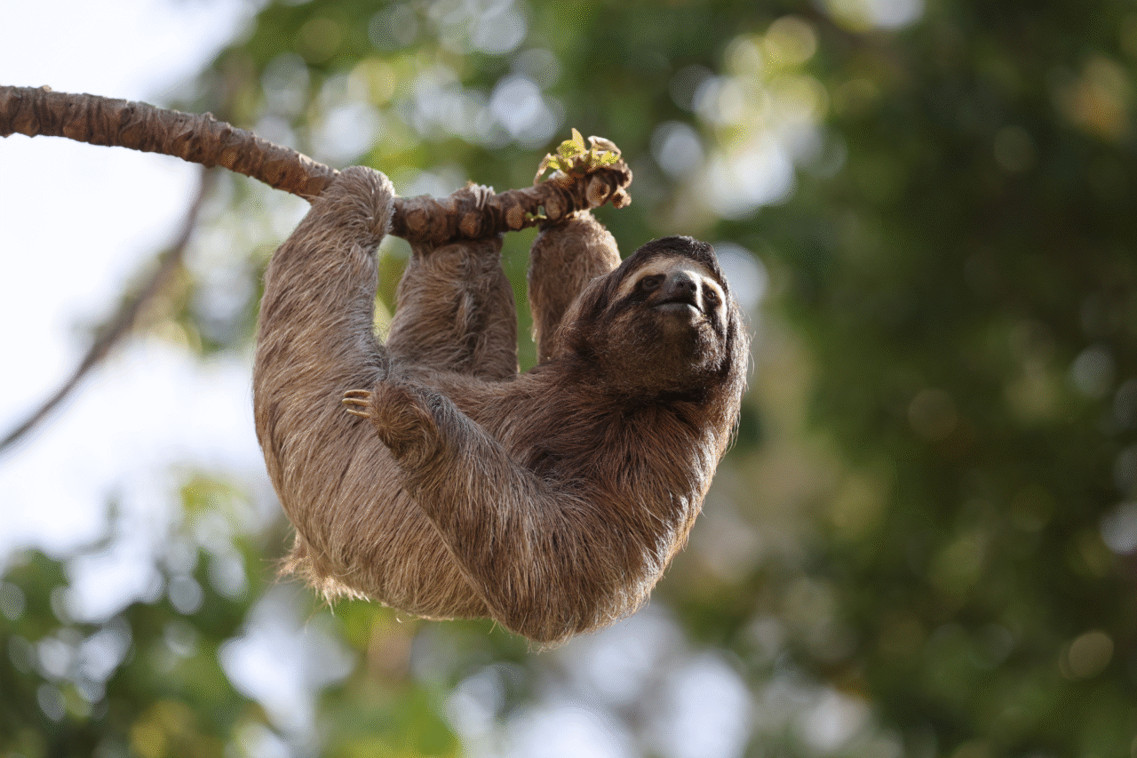 Os disfarces da natureza: animais que mudam de cor, brilham ou fingem a morte para sobreviver 6 Heloisa L 19 5