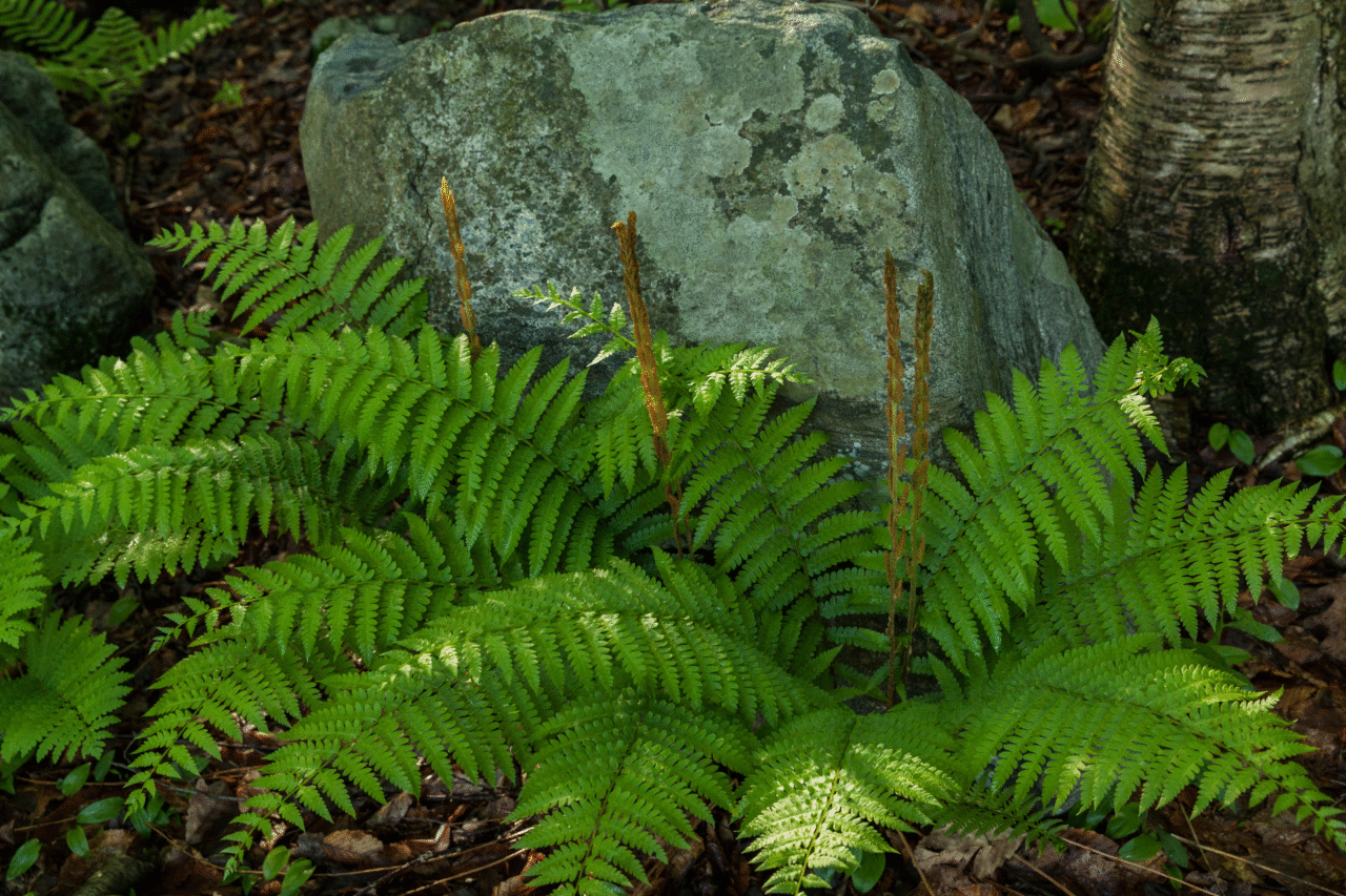 5 plantas da floresta que transformam a frente da sua casa com beleza e resistência 5 Heloisa L 19 8