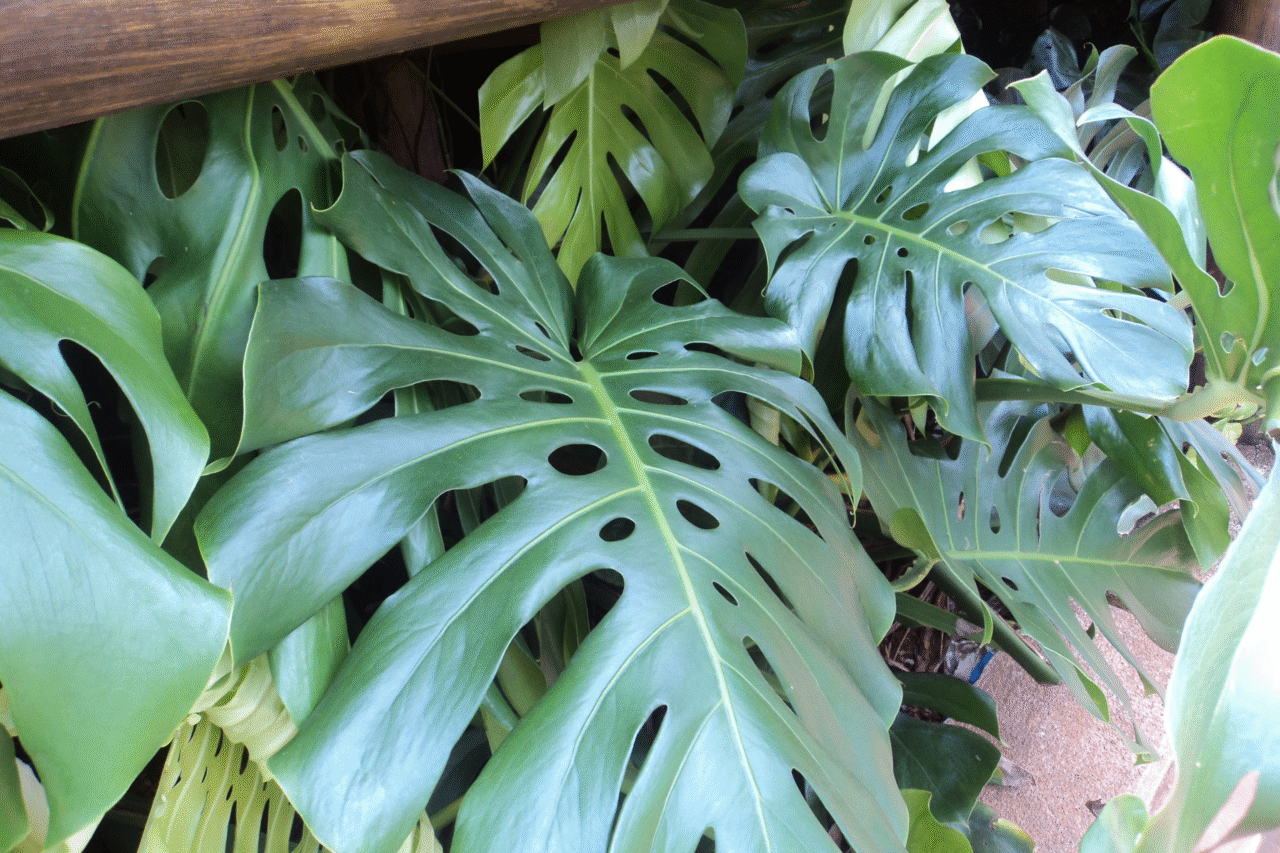 5 plantas da floresta que transformam a frente da sua casa com beleza e resistência 7 Heloisa L 20 9