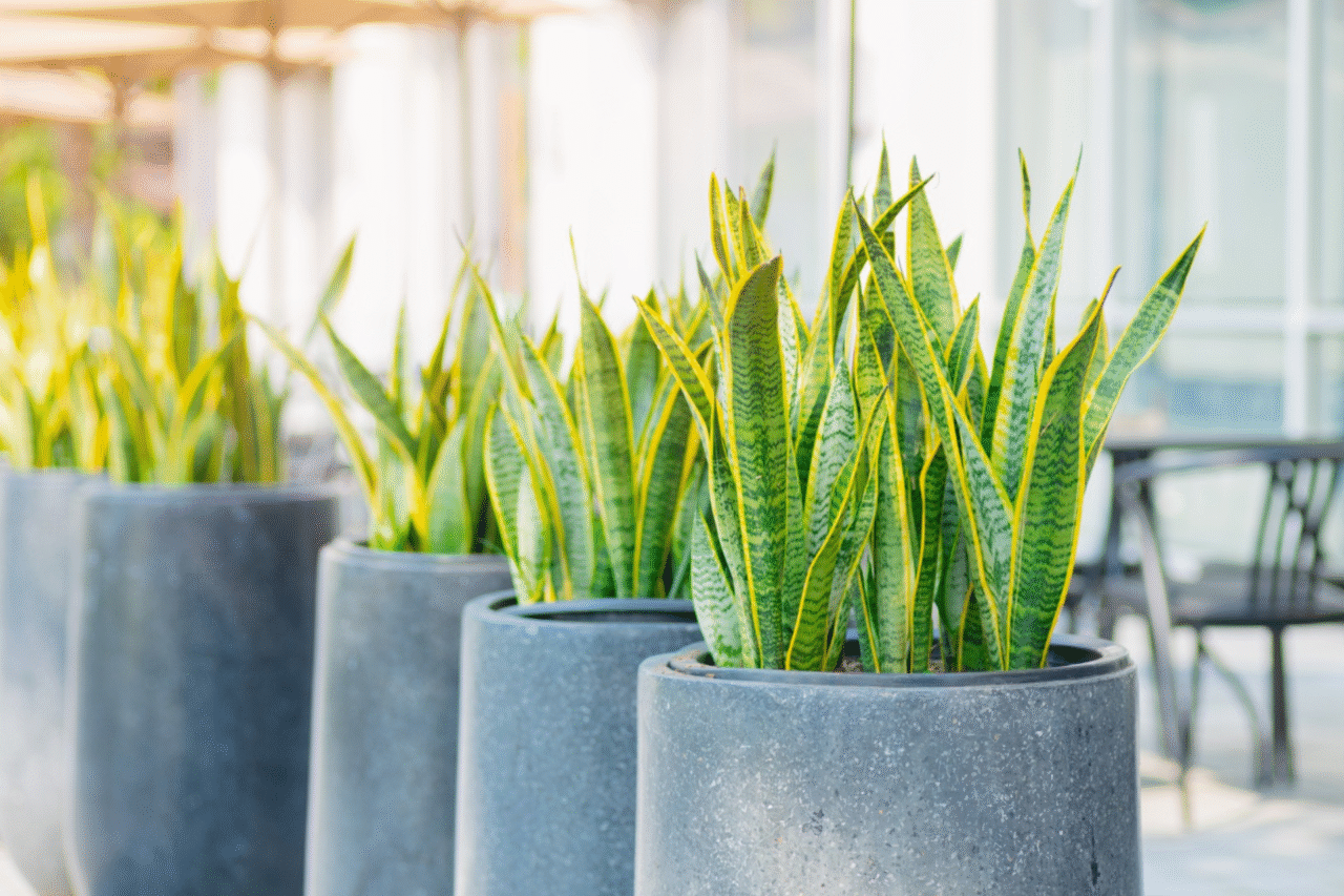 5 plantas da floresta que transformam a frente da sua casa com beleza e resistência 6 Heloisa L 21 9