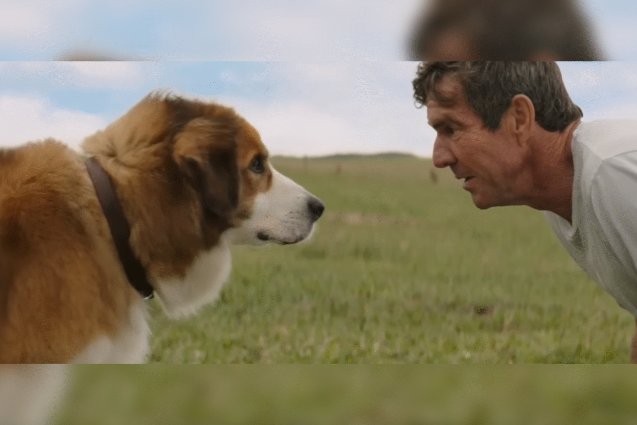 10 filmes imperdíveis para curtir ao lado do seu cachorro 5 Heloisa L 28 4