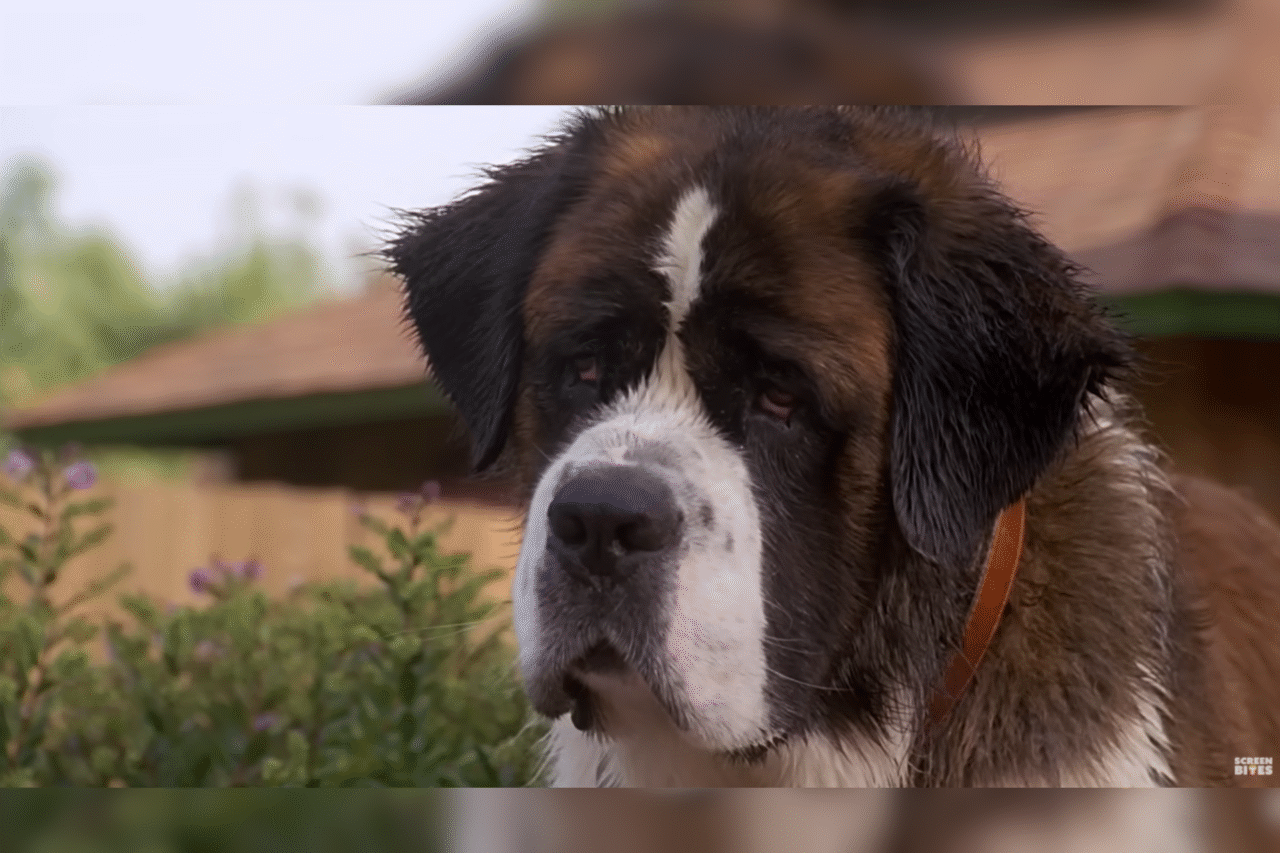 10 filmes imperdíveis para curtir ao lado do seu cachorro 6 Heloisa L 30 5