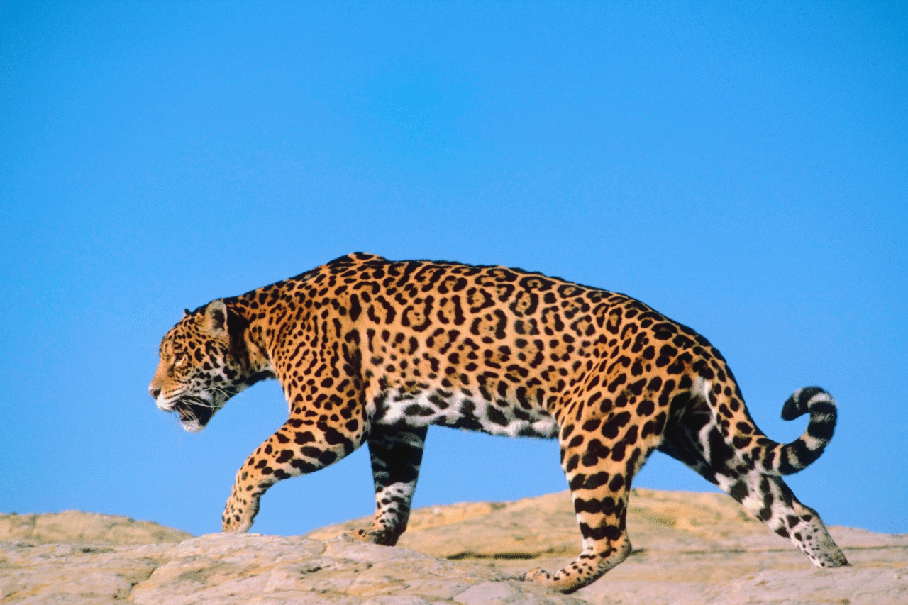 Curiosidades sobre a onça-pintada: a majestade silenciosa das Américas 6 Heloisa L 30 6