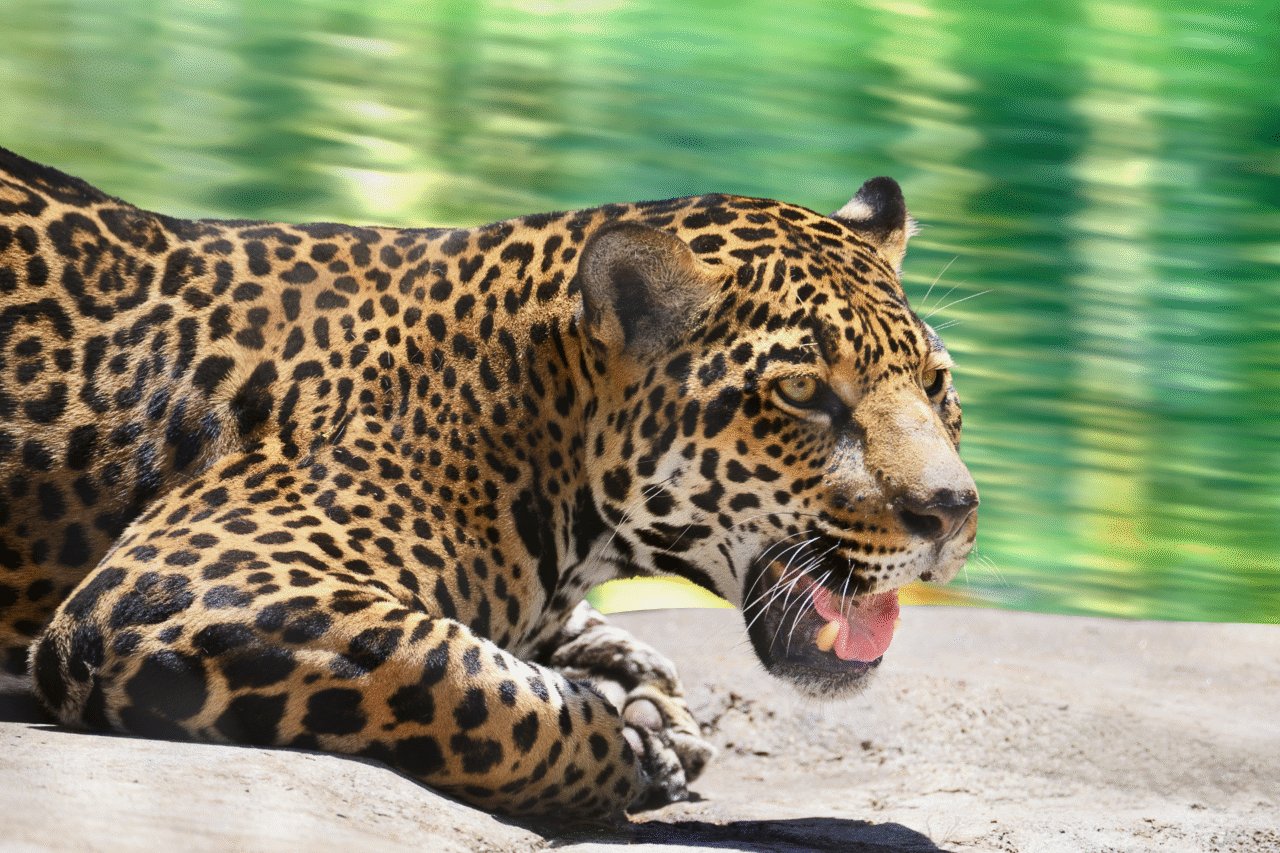 Curiosidades sobre a onça-pintada: a majestade silenciosa das Américas 3 Curiosidades sobre a onça-pintada: a majestade silenciosa das Américas