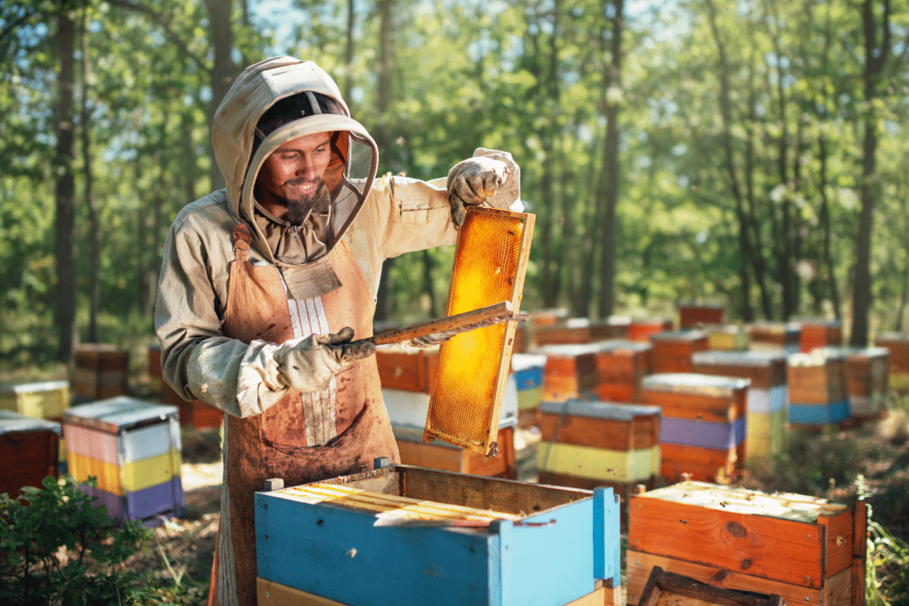 Curiosidades sobre a apicultura: o fascinante mundo das abelhas e de quem as cria