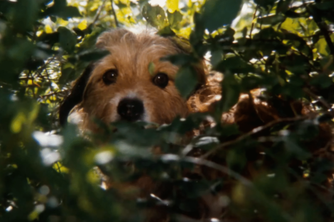 10 filmes imperdíveis para curtir ao lado do seu cachorro 11 Heloisa L 35 3