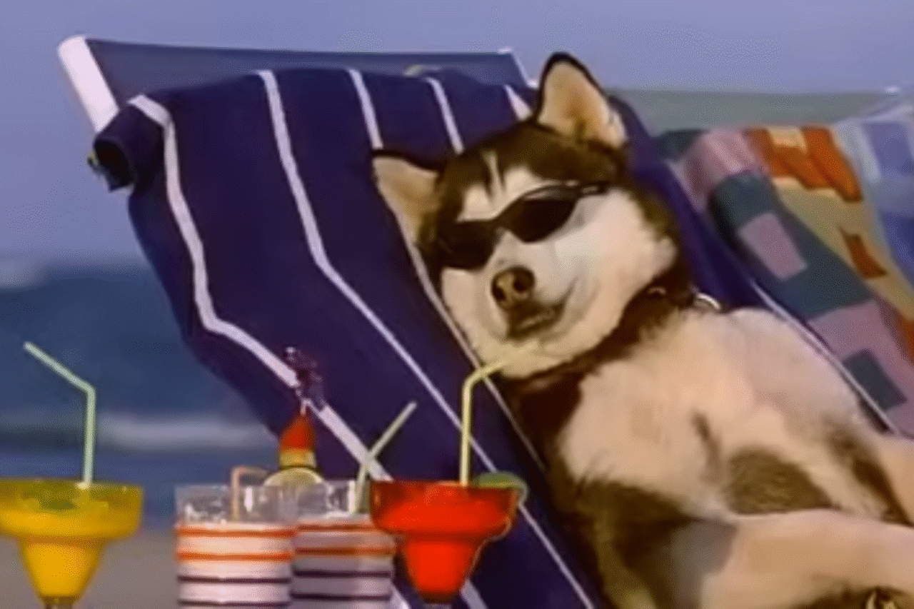 10 filmes imperdíveis para curtir ao lado do seu cachorro 12 Heloisa L 36 2