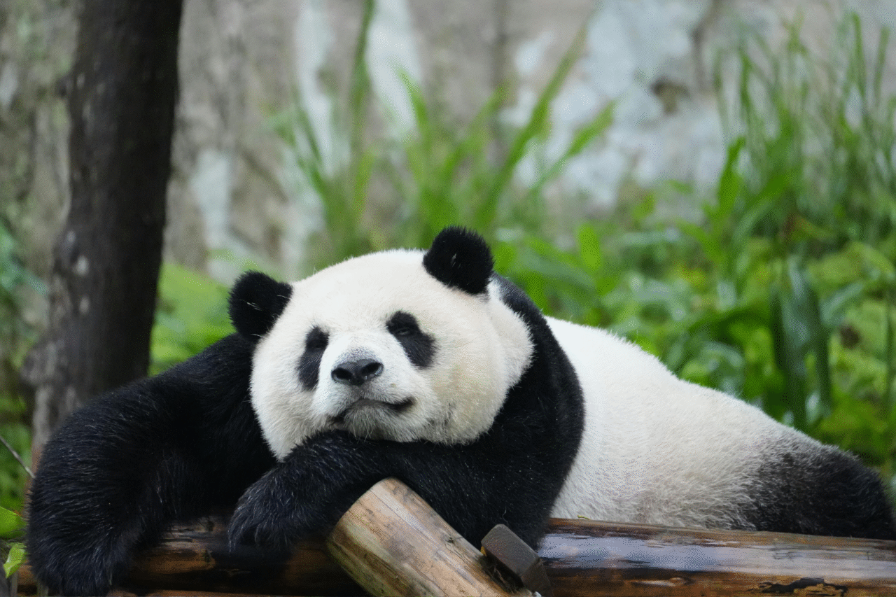 Pandas: os segredos surpreendentes do animal mais carismático do planeta 4 Heloisa L 39 2