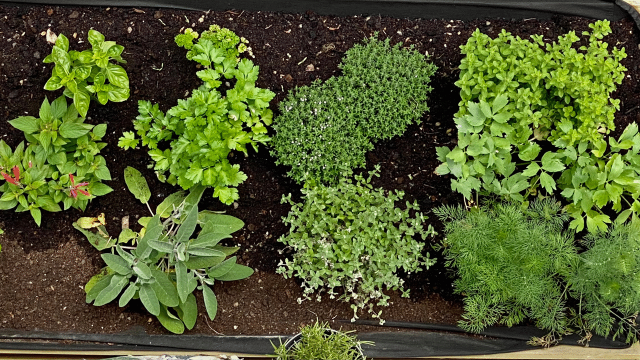 Como fazer uma mini horta em casa e colher temperos o ano inteiro — um guia simples e cheio de sabor 4 Como fazer uma mini horta em casa e colher temperos o ano inteiro — um guia simples e cheio de sabor