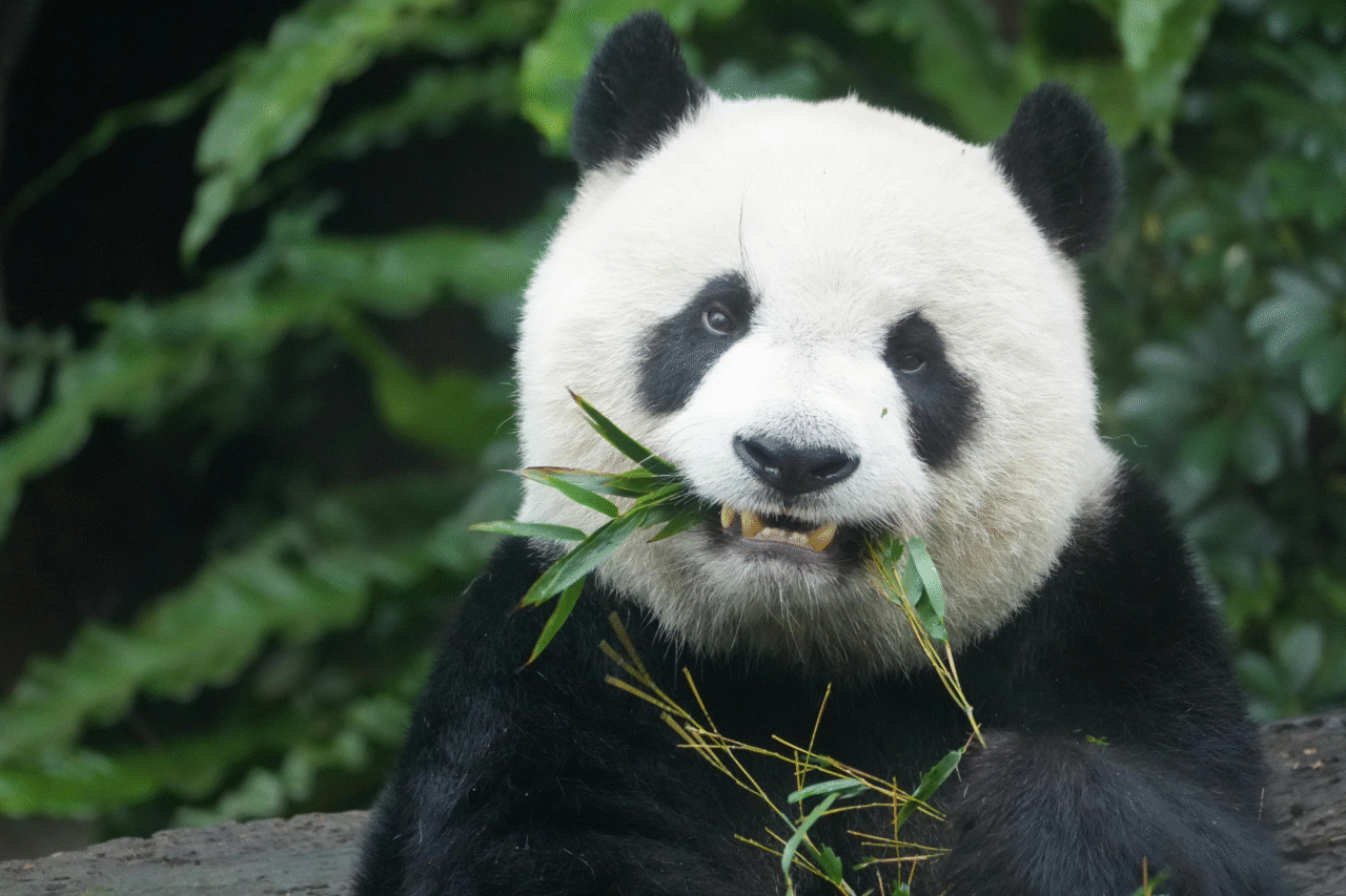Pandas: os segredos surpreendentes do animal mais carismático do planeta 3 Pandas: os segredos surpreendentes do animal mais carismático do planeta