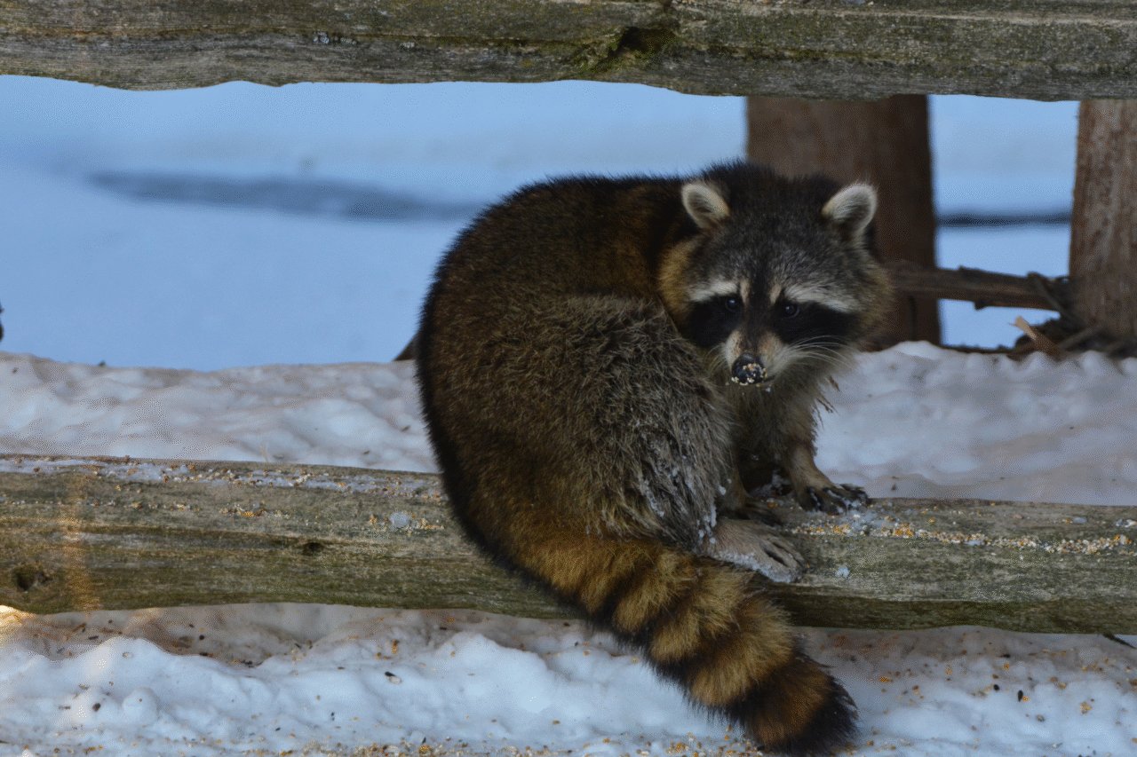 Curiosidades sobre o guaxinim: o animal astuto que conquistou a cultura e a ciência 4 Heloisa L 44 3