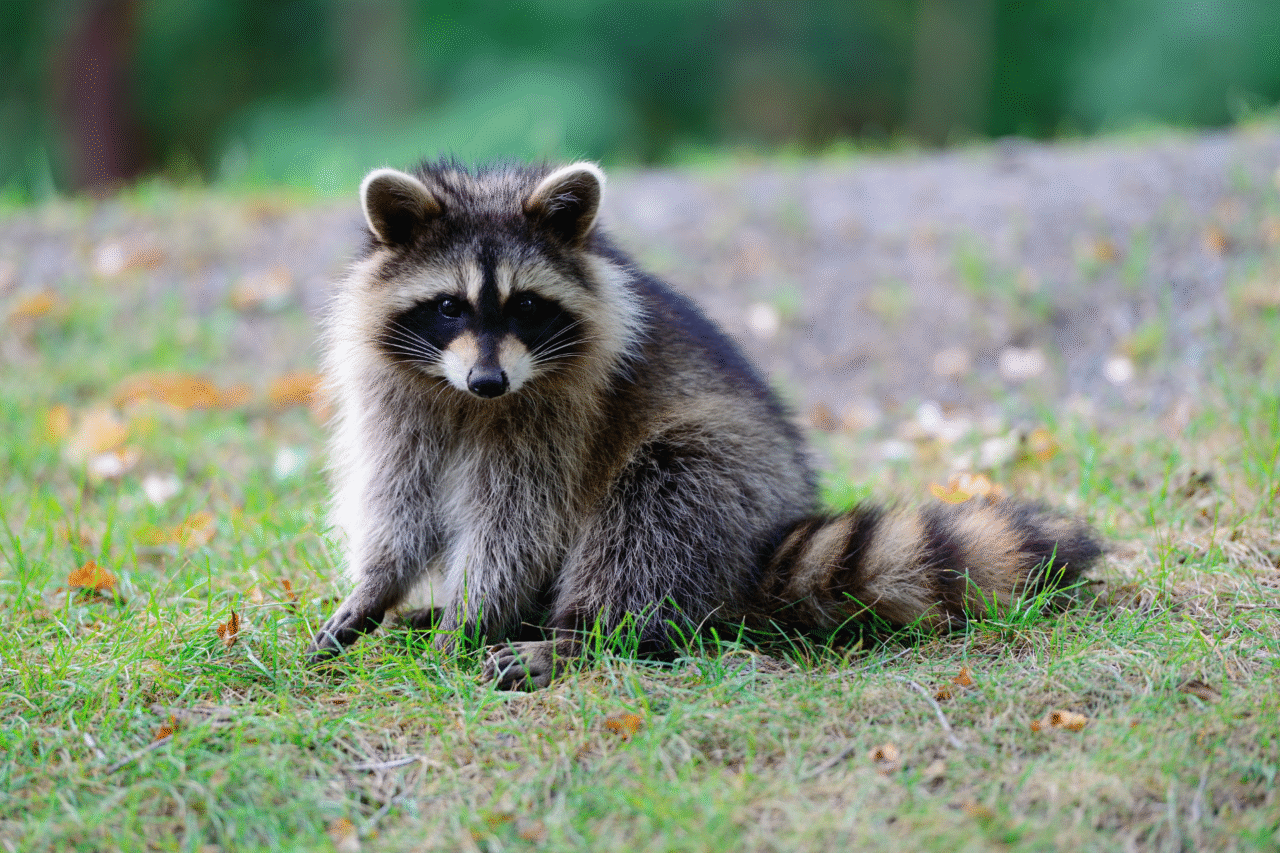 Curiosidades sobre o guaxinim: o animal astuto que conquistou a cultura e a ciência 3 Curiosidades sobre o guaxinim: o animal astuto que conquistou a cultura e a ciência