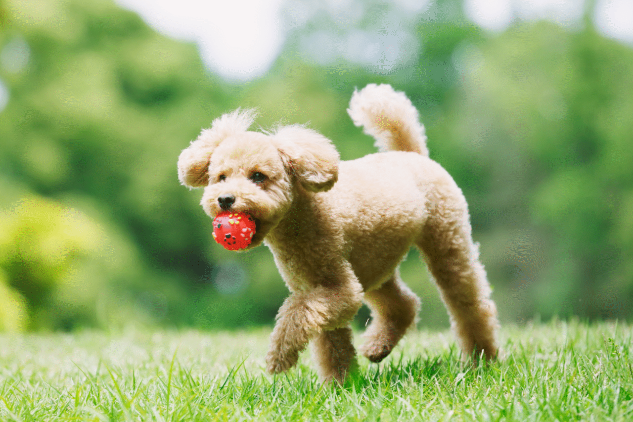 As raças de cães mais inteligentes do mundo — e por que elas se destacam tanto 4 Heloisa L 64 2