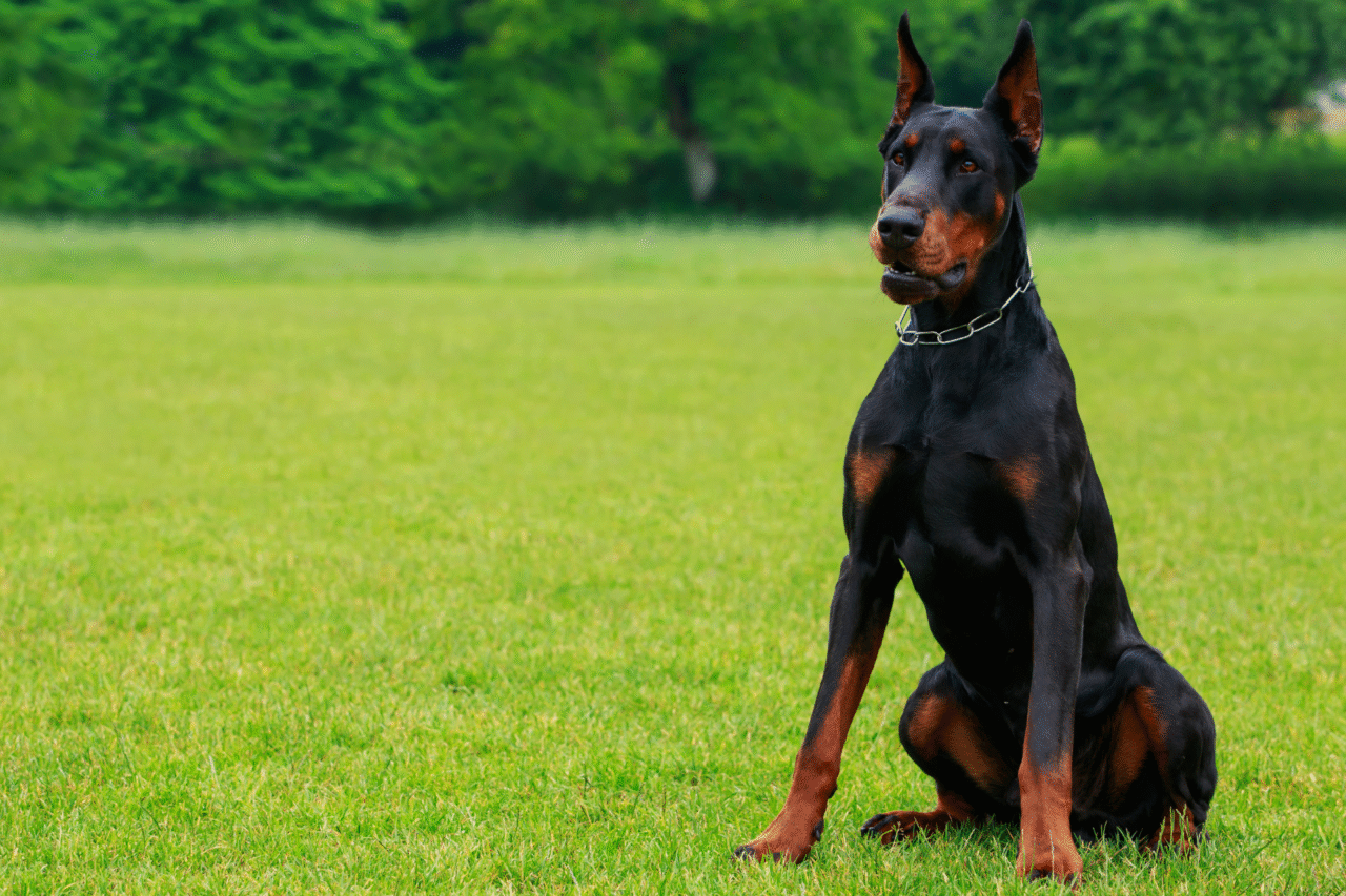 As raças de cães mais inteligentes do mundo — e por que elas se destacam tanto 7 Heloisa L 67 1