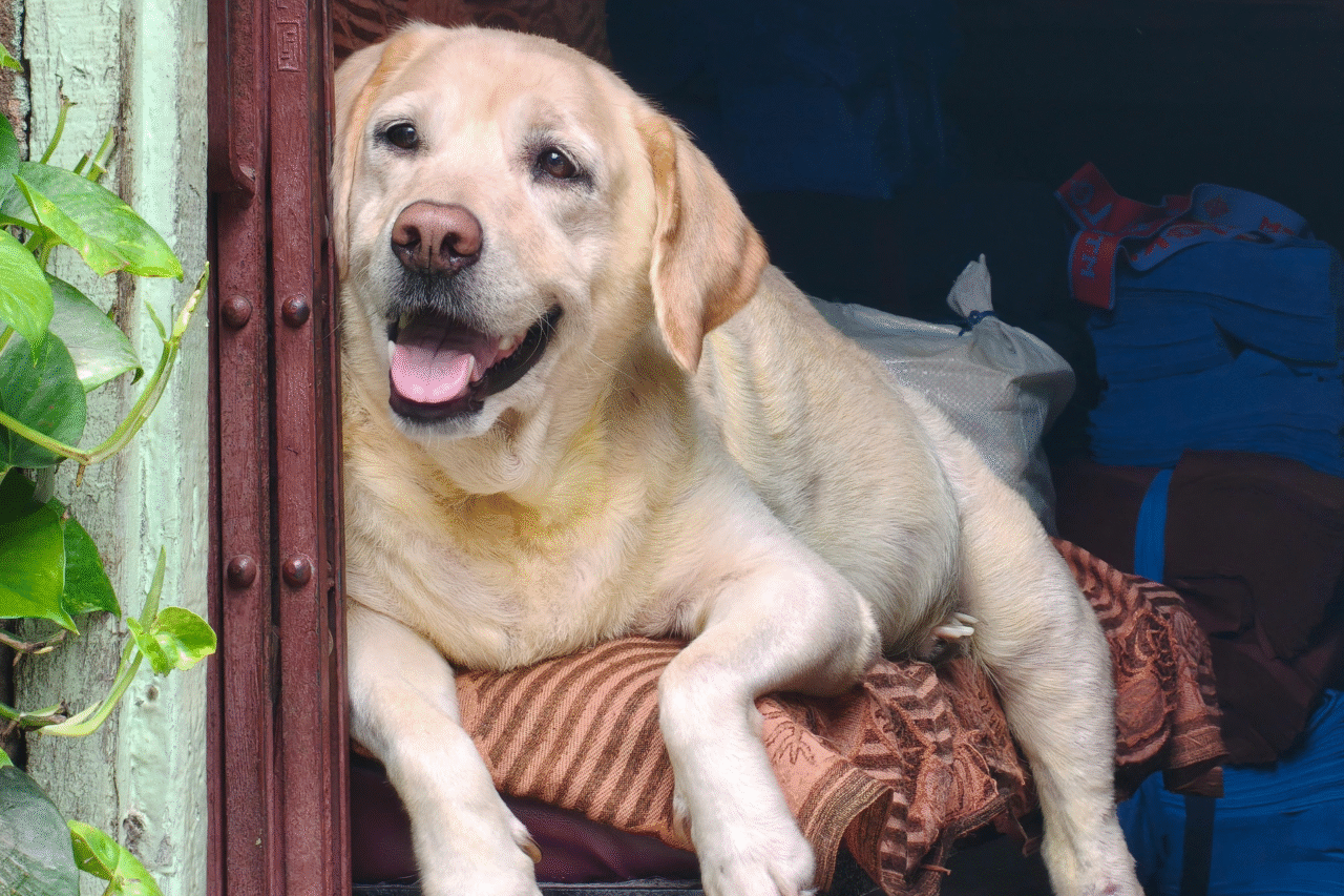 As raças de cães mais inteligentes do mundo — e por que elas se destacam tanto 9 Heloisa L 69 2