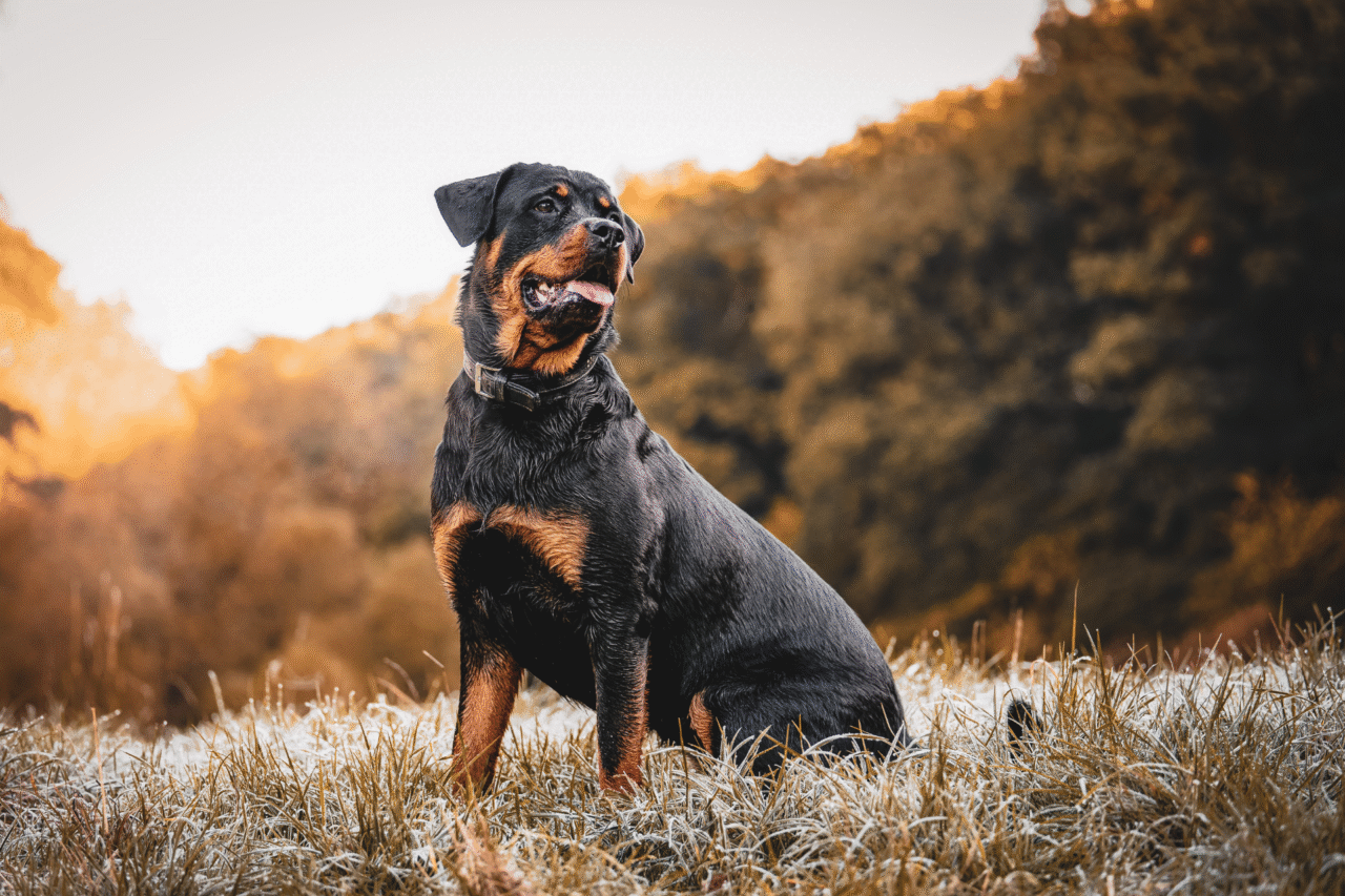 As raças de cães mais inteligentes do mundo — e por que elas se destacam tanto 11 Heloisa L 71 1