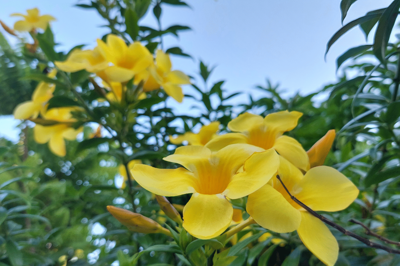 Conheça 10 tipos de flores que nascem no mato e se adaptam muito bem à jardins e pergolados 5 Heloisa L 8 8