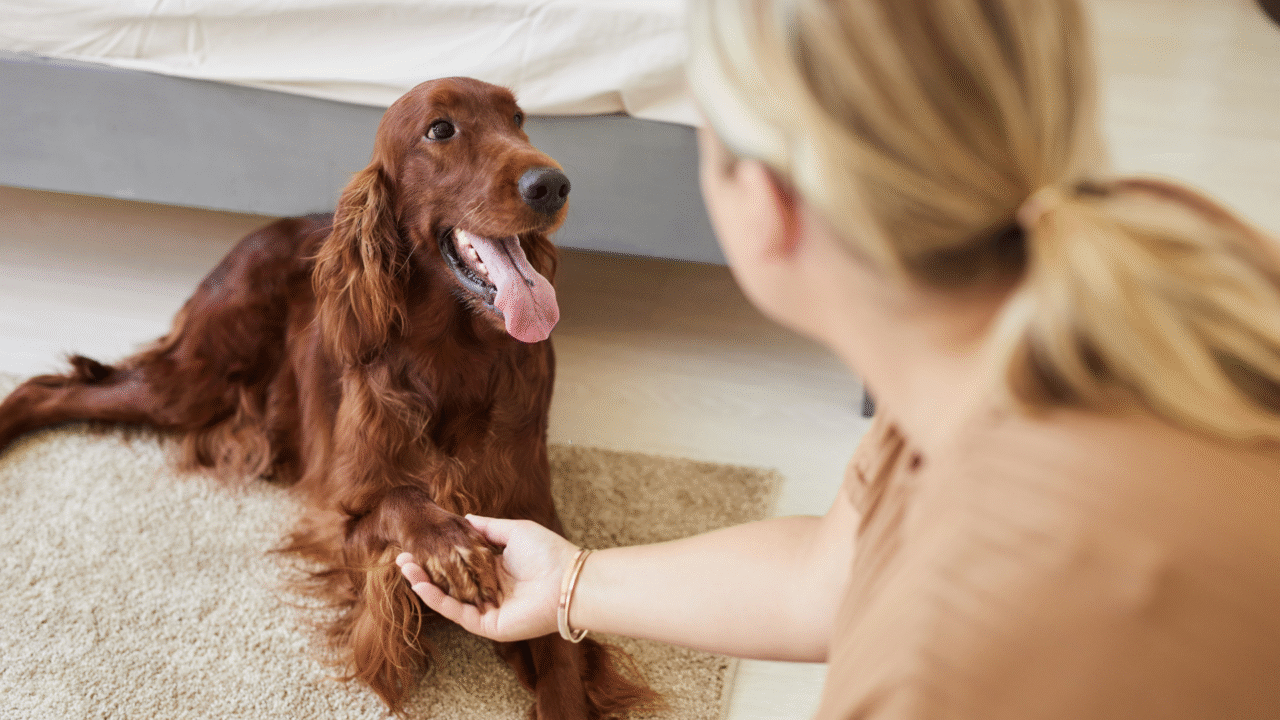 Cães realmente entendem nossas palavras ou apenas o tom de voz? A ciência por trás da comunicação com nossos melhores amigos
