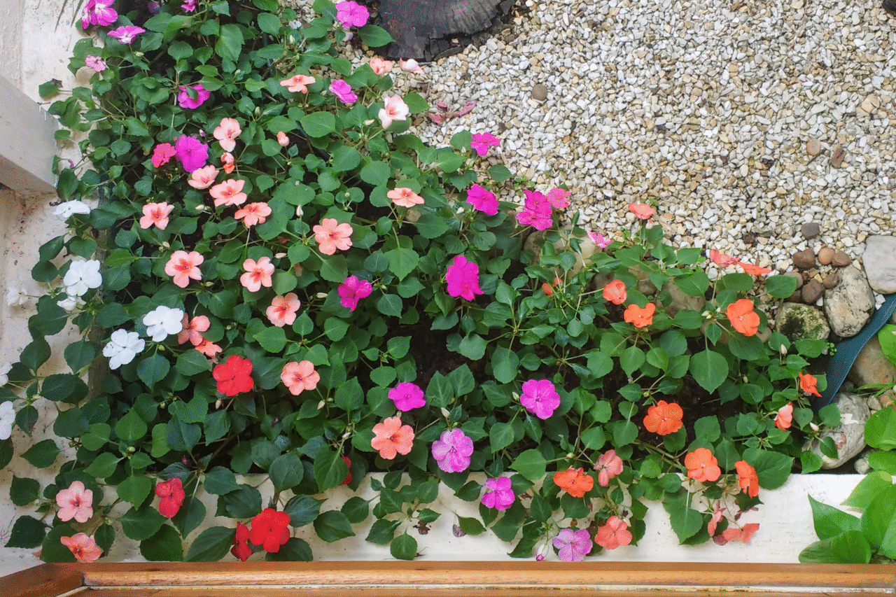 Conheça 10 tipos de flores que nascem no mato e se adaptam muito bem à jardins e pergolados 6 Heloisa L 9 9