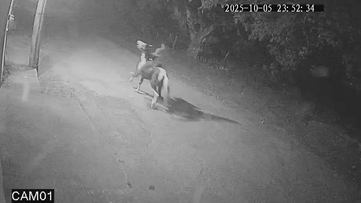 Caminhoneiro cerqueirense foi perseguido por homens a cavalo antes de ser morto no RJ 5 O caminhoneiro Jefferson Rodrigues, de 34 anos, foi encontrado morto em meio a mata com marcas de facadas, no dia 06 de outubro em Seropédica, na Baixada Fluminense