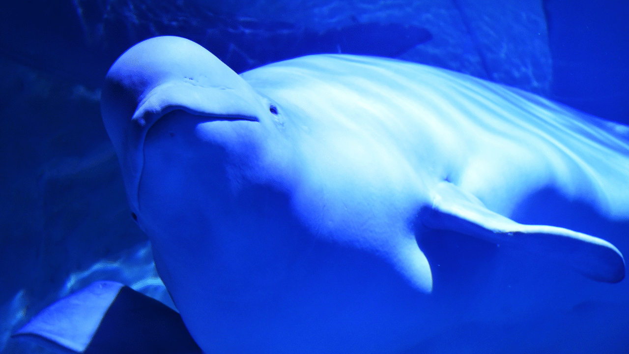 Parque do Canadá ameaça sacrificar 30 belugas após veto do governo