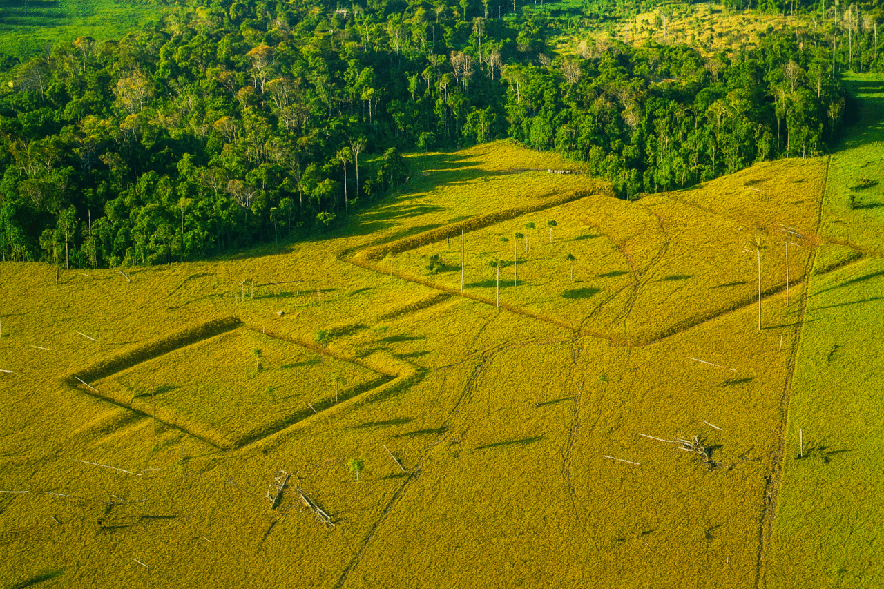 amazonia 1