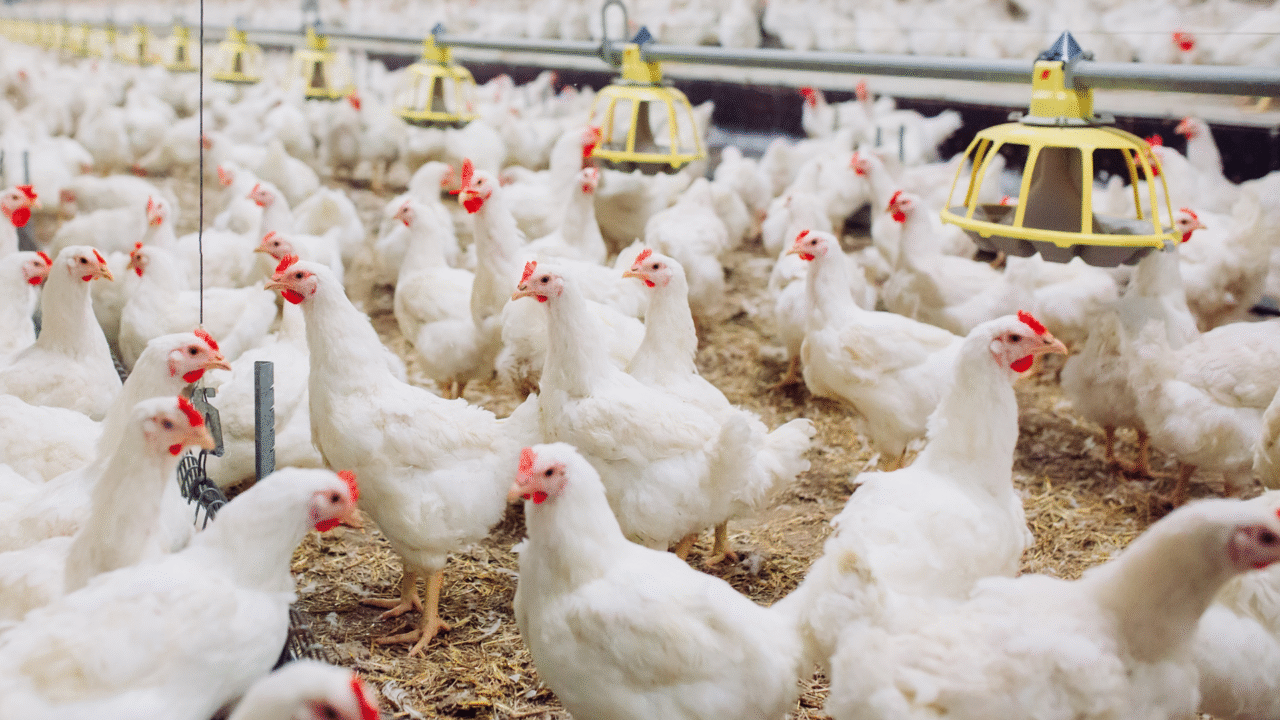 Governo amplia medidas de prevenção contra gripe aviária H5N1 3 Mesmo sem casos em granjas comerciais desde junho, o Brasil amplia medidas contra o H5N1 para proteger a avicultura e evitar riscos ao agronegócio.