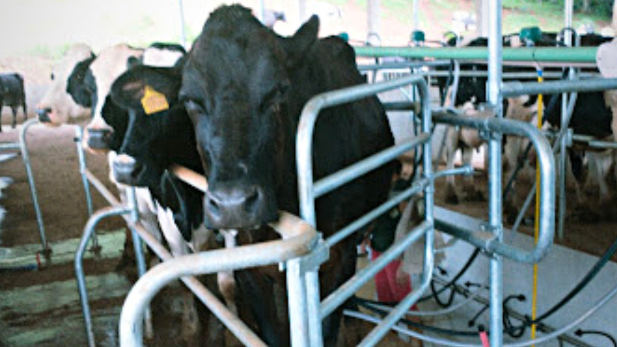 Crise no leite: produtores pagam para trabalhar enquanto consumo urbano despenca 4 Alesc vai promover uma audiência pública para discutir a crise enfrentada pelos produtores de leite no estado
