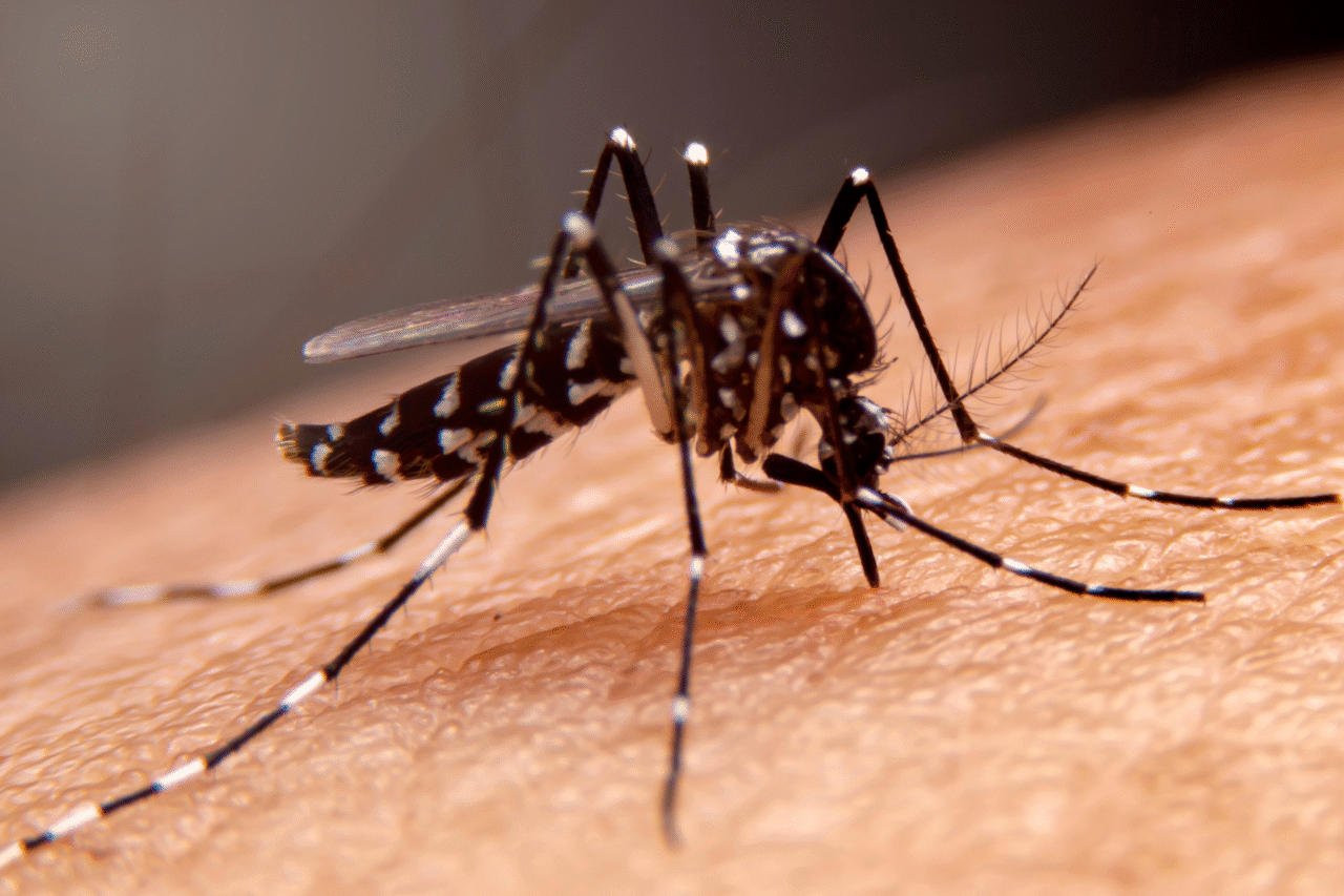 Cientistas criam fungo que atrai e elimina o mosquito da dengue de forma natural 3 Cientistas criam fungo que atrai e elimina o mosquito da dengue de forma natural