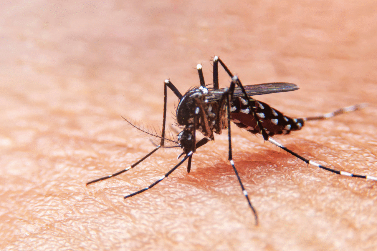 Cientistas criam fungo que atrai e elimina o mosquito da dengue de forma natural 1 Cientistas criam fungo que atrai e elimina o mosquito da dengue de forma natural