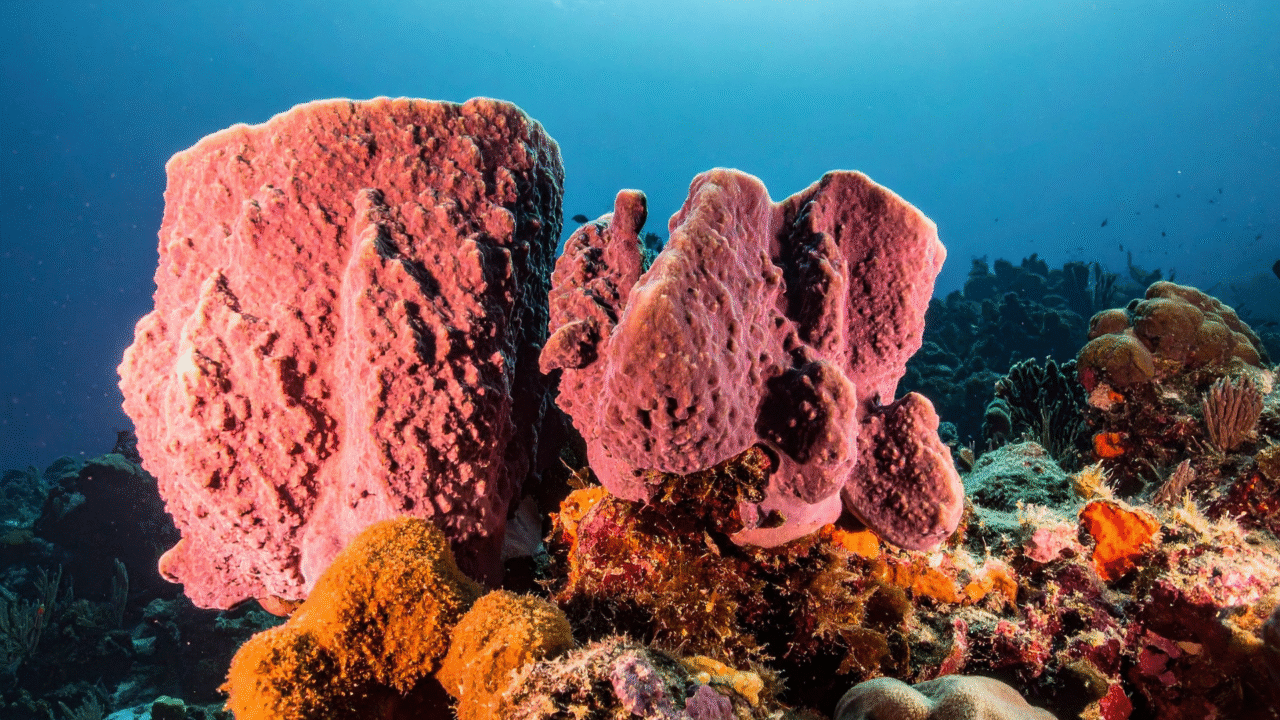 Estudo revela que os primeiros animais da Terra foram esponjas marinhas com mais de 500 milhões de anos