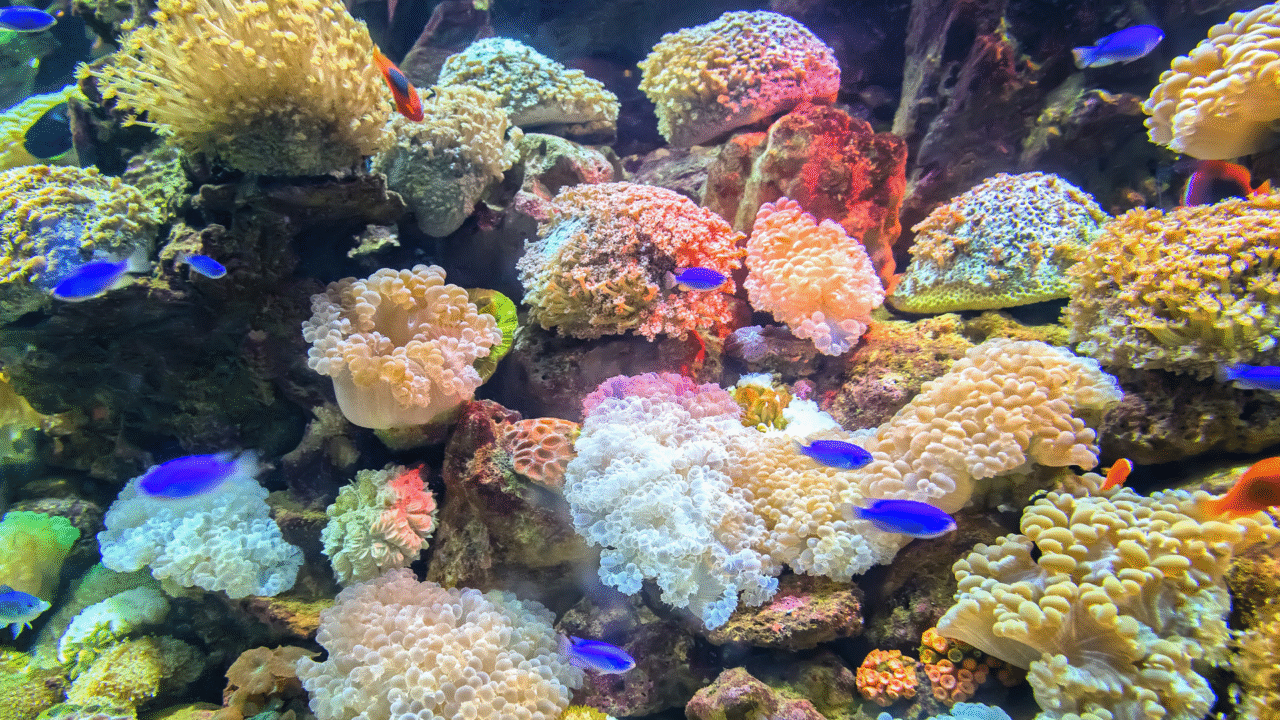 Estudo revela que os primeiros animais da Terra foram esponjas marinhas com mais de 500 milhões de anos